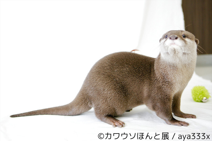 「カワウソほんと展」初の巡回展が名古屋に - カワウソの写真や限定グッズ、東京で新作展も｜写真1