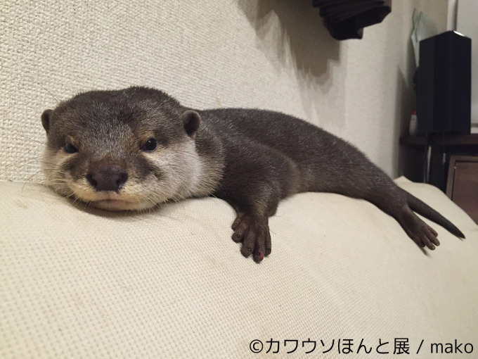 「カワウソほんと展」初の巡回展が名古屋に - カワウソの写真や限定グッズ、東京で新作展も｜写真2