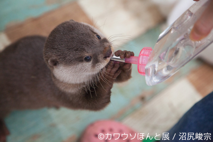 「カワウソほんと展」初の巡回展が名古屋に - カワウソの写真や限定グッズ、東京で新作展も｜写真8