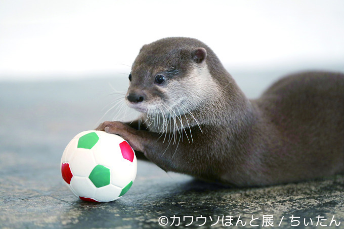 「カワウソほんと展」初の巡回展が名古屋に - カワウソの写真や限定グッズ、東京で新作展も｜写真7