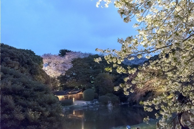 「博物館でお花見を」上野の東京国立博物館で、400年前の花見を描いた国宝＆庭園に咲く約10種類の桜｜写真12