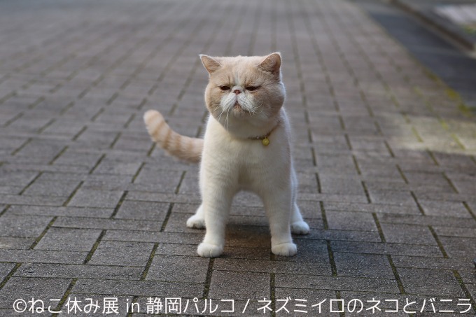 「ねこ休み展 in 静岡パルコ」開催、巨大"猫"絵馬や彫刻スター猫など人気企画が目白押し｜写真2