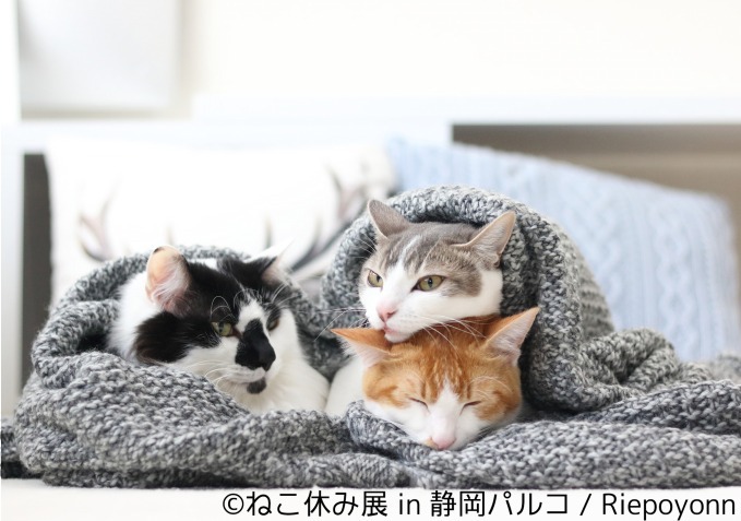 「ねこ休み展 in 静岡パルコ」開催、巨大"猫"絵馬や彫刻スター猫など人気企画が目白押し｜写真28