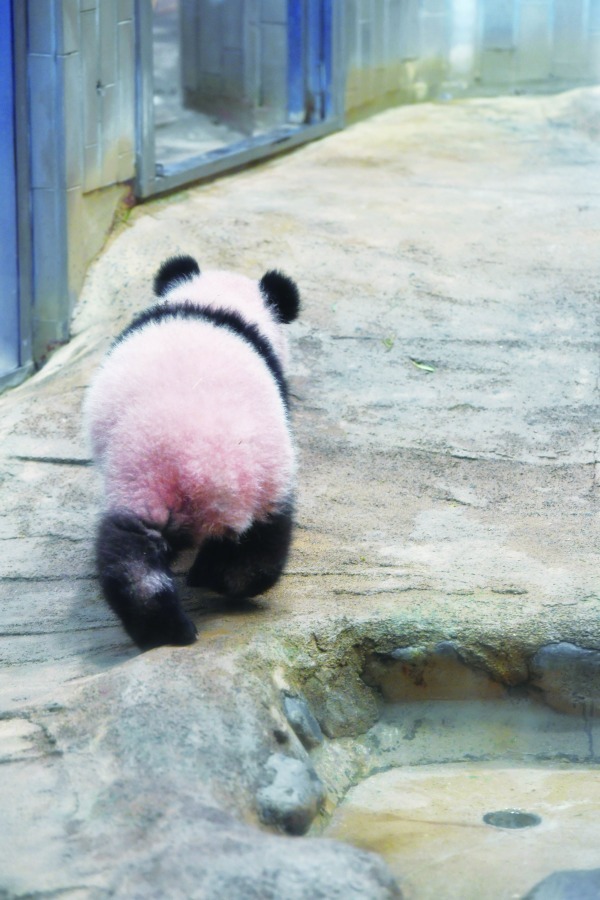 上野動物園のシャンシャン(香香)初、写真集『こんにちは！ シャンシャン』発売｜写真6