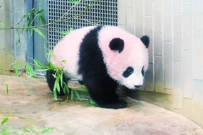 上野動物園のシャンシャン(香香)初、写真集『こんにちは！ シャンシャン』発売｜写真3