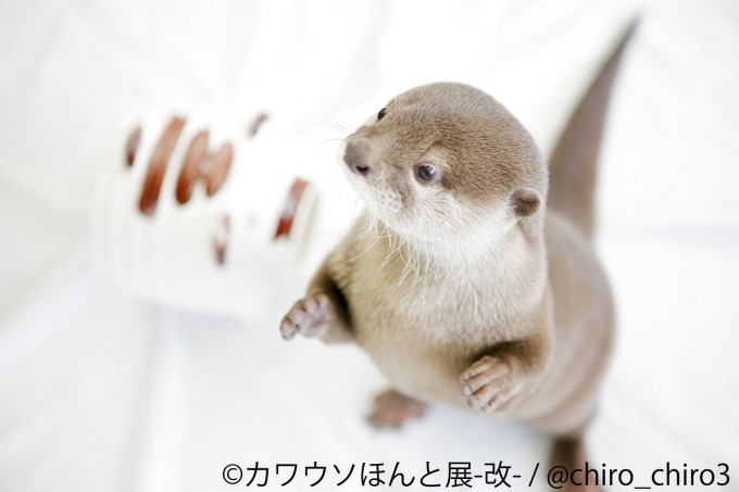 「カワウソほんと展 -改-」東京・浅草橋で、作品展示のほか1,000点超のグッズ販売も｜写真1