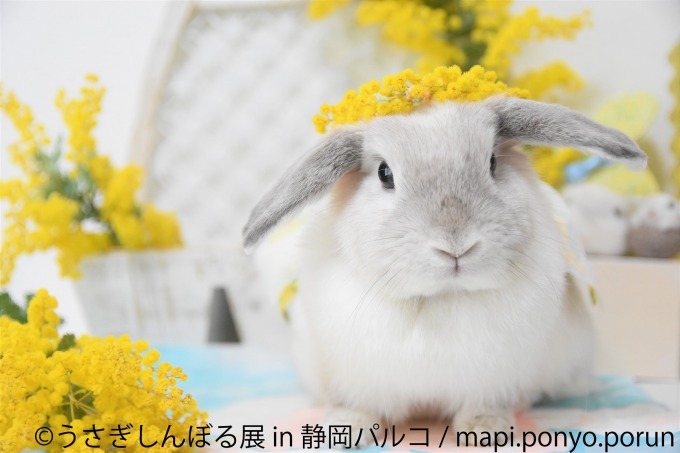 「うさぎしんぼる展」静岡パルコに巡回、うさぎの写真やグッズ集結&『ピーターラビット』コラボブースも｜写真4