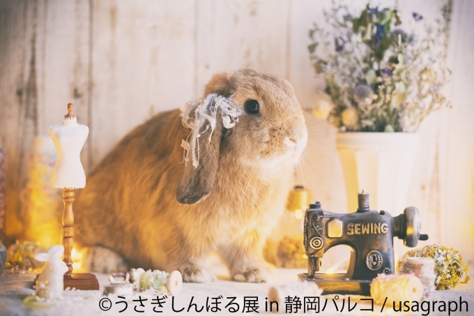 「うさぎしんぼる展」静岡パルコに巡回、うさぎの写真やグッズ集結&『ピーターラビット』コラボブースも｜写真9