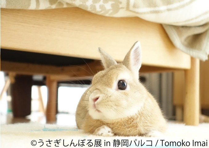 「うさぎしんぼる展」静岡パルコに巡回、うさぎの写真やグッズ集結&『ピーターラビット』コラボブースも｜写真6