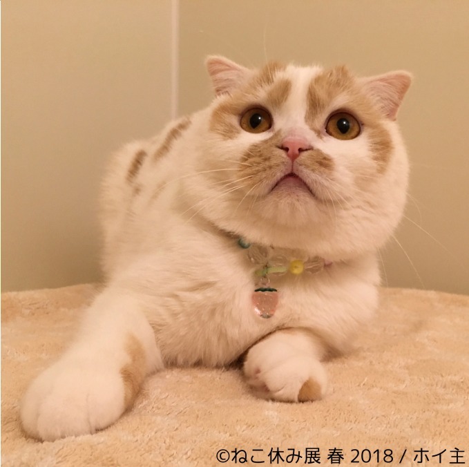 「ねこ休み展 春 2018」名古屋で開催、スター猫の立体彫刻やグランパスくんとのコラボアート｜写真18