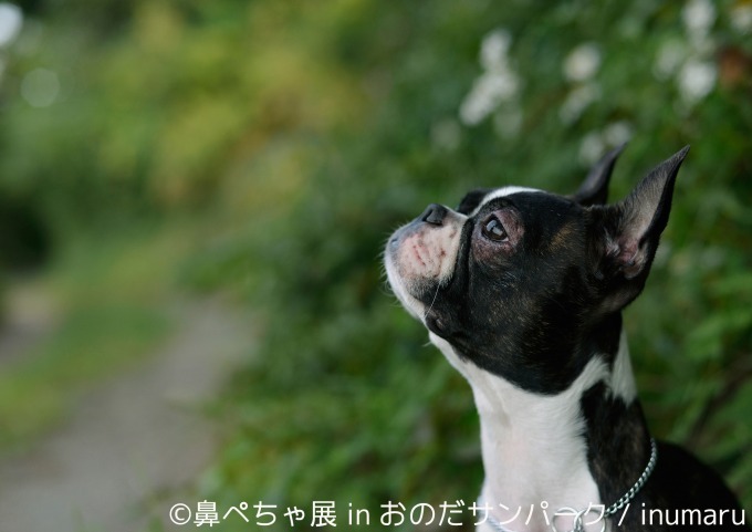 「鼻ぺちゃ展」が山口に初巡回 - パグやシーズーなど、”鼻ぺちゃ犬”の写真＆グッズが集結｜写真9