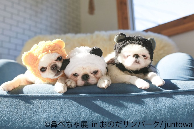 「鼻ぺちゃ展」が山口に初巡回 - パグやシーズーなど、”鼻ぺちゃ犬”の写真＆グッズが集結｜写真2