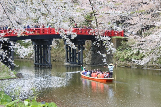 「弘前さくらまつり」青森・弘前公園で開催 - 100周年記念のパレードや打ち上げ花火も｜写真4