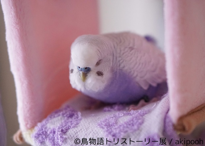 「鳥物語トリストーリー展」浅草橋・名古屋で開催、鳥たちの“一瞬の美しさ”がテーマの合同写真＆物販展｜写真5