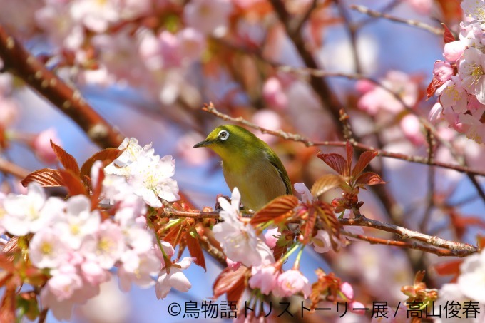 「鳥物語トリストーリー展」浅草橋・名古屋で開催、鳥たちの“一瞬の美しさ”がテーマの合同写真＆物販展｜写真22