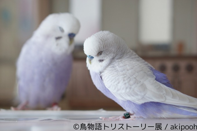 「鳥物語トリストーリー展」浅草橋・名古屋で開催、鳥たちの“一瞬の美しさ”がテーマの合同写真＆物販展｜写真2