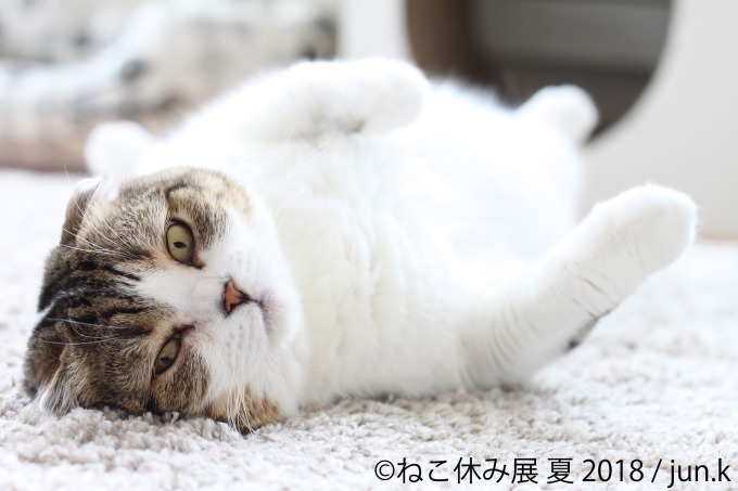 写真物販展「ねこ休み展」夏の本祭が東京・浅草橋で - 過去最大規模、新作展示のほか限定グッズも｜写真4