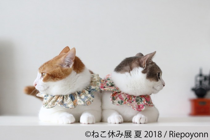 写真物販展「ねこ休み展」夏の本祭が東京・浅草橋で - 過去最大規模、新作展示のほか限定グッズも｜写真7