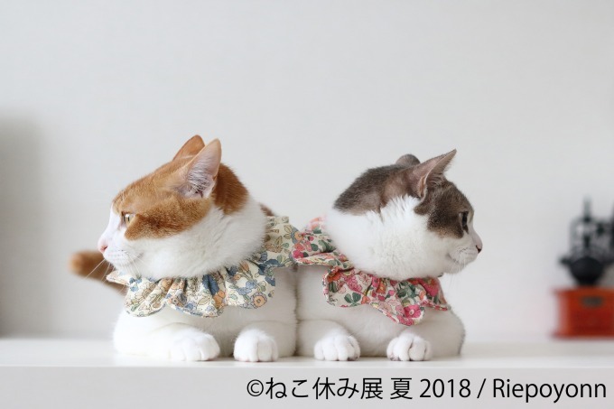 写真物販展「ねこ休み展」夏の本祭が東京・浅草橋で - 過去最大規模、新作展示のほか限定グッズも｜写真47