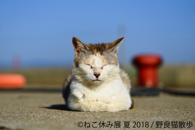 写真物販展「ねこ休み展」夏の本祭が東京・浅草橋で - 過去最大規模、新作展示のほか限定グッズも｜写真23