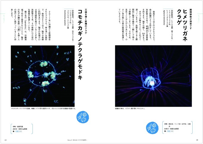 書籍『ときめくクラゲ図鑑』幻想的な写真とともに“謎多き”クラゲに迫る｜写真1