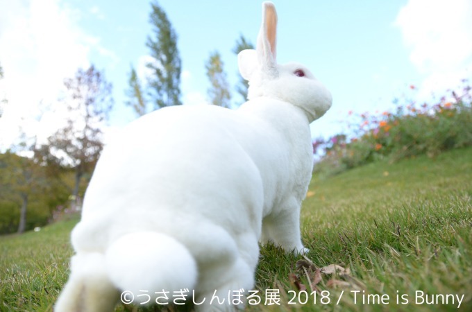 「うさぎしんぼる展 2018」東京＆名古屋で、うさぎの写真＆グッズ計1,000点以上を展示販売｜写真12