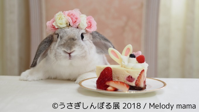 「うさぎしんぼる展 2018」東京＆名古屋で、うさぎの写真＆グッズ計1,000点以上を展示販売｜写真3