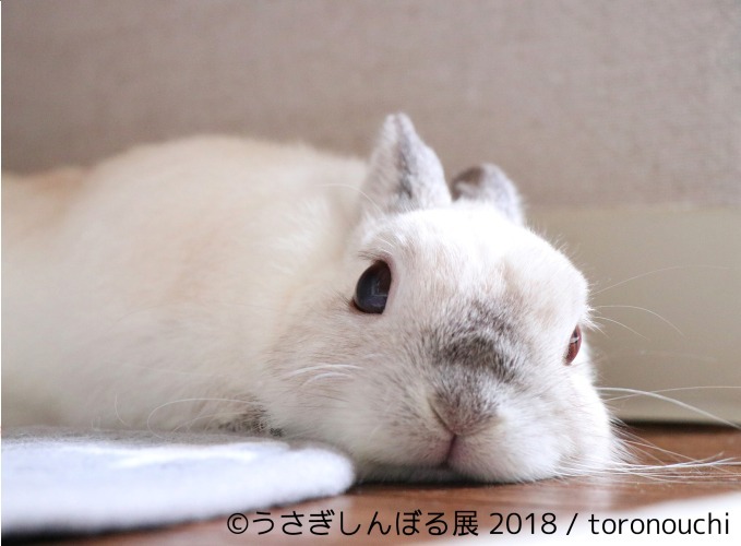 「うさぎしんぼる展 2018」東京＆名古屋で、うさぎの写真＆グッズ計1,000点以上を展示販売｜写真15