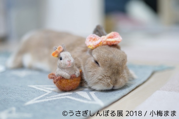 「うさぎしんぼる展 2018」東京＆名古屋で、うさぎの写真＆グッズ計1,000点以上を展示販売｜写真25