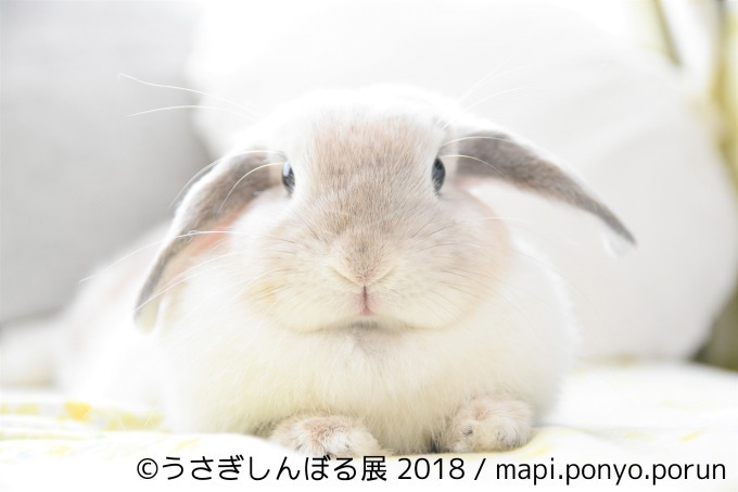 「うさぎしんぼる展 2018」東京＆名古屋で、うさぎの写真＆グッズ計1,000点以上を展示販売｜写真2