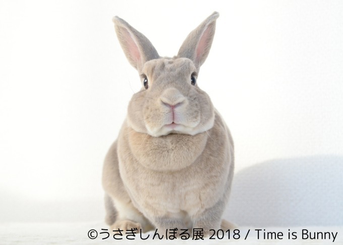 「うさぎしんぼる展 2018」東京＆名古屋で、うさぎの写真＆グッズ計1,000点以上を展示販売｜写真11