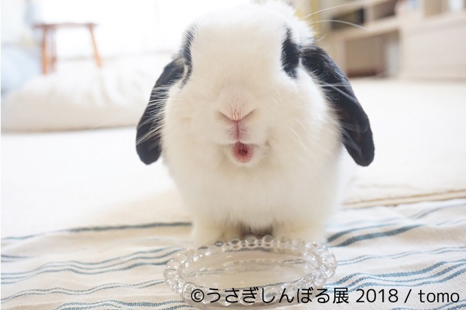 「うさぎしんぼる展 2018」東京＆名古屋で、うさぎの写真＆グッズ計1,000点以上を展示販売｜写真14