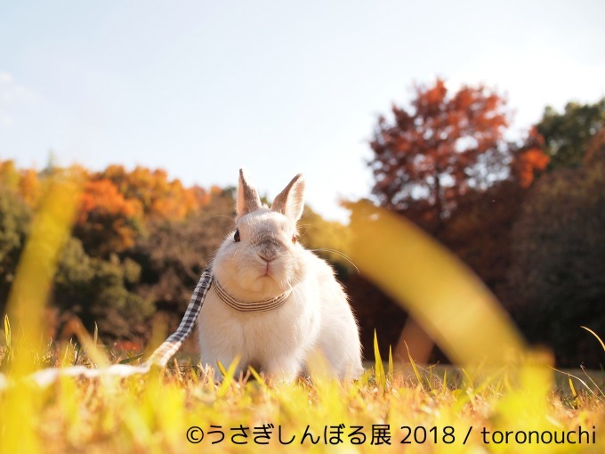 「うさぎしんぼる展 2018」東京＆名古屋で、うさぎの写真＆グッズ計1,000点以上を展示販売｜写真16