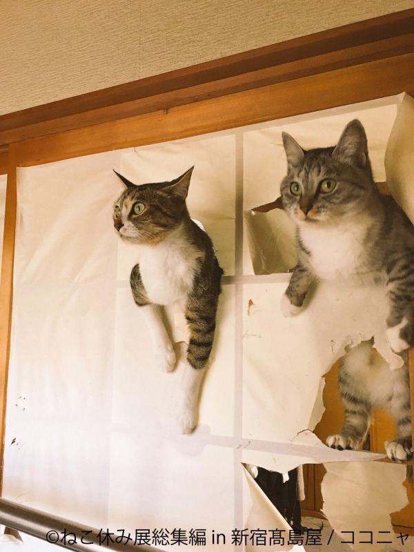 「ねこ休み展 総集編 in 新宿高島屋」懐かしの名作写真が集結、超巨⼤ぬいぐるみも｜写真10