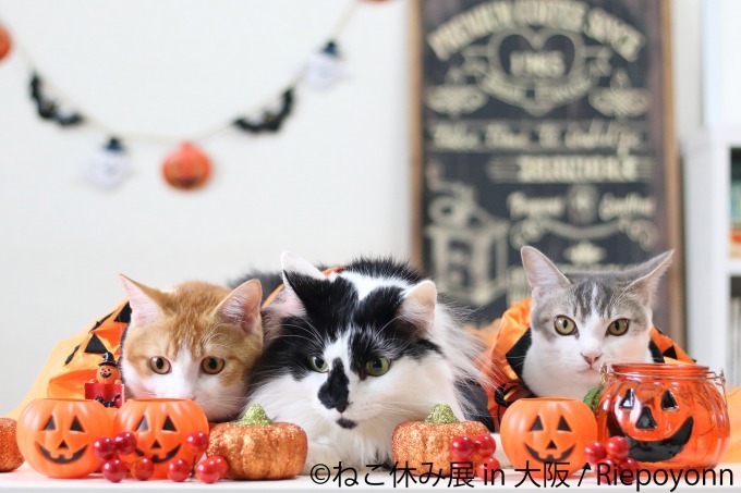 写真展＆物販展「ねこ休み展」がルクア大阪で、ハロウィン猫の新作展示＆会場限定カレンダーも｜写真4