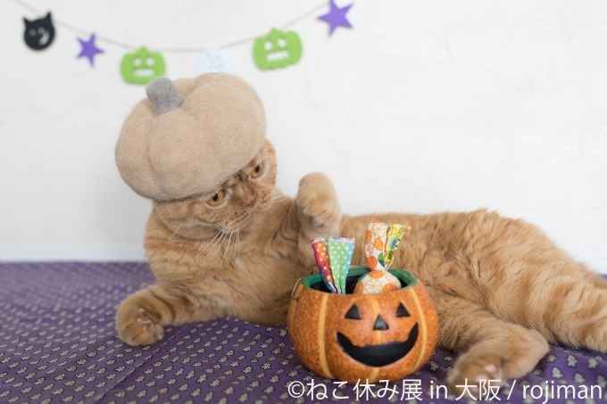 写真展＆物販展「ねこ休み展」がルクア大阪で、ハロウィン猫の新作展示＆会場限定カレンダーも｜写真8