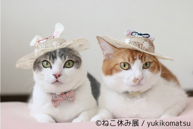 写真展＆物販展「ねこ休み展」がルクア大阪で、ハロウィン猫の新作展示＆会場限定カレンダーも｜写真19