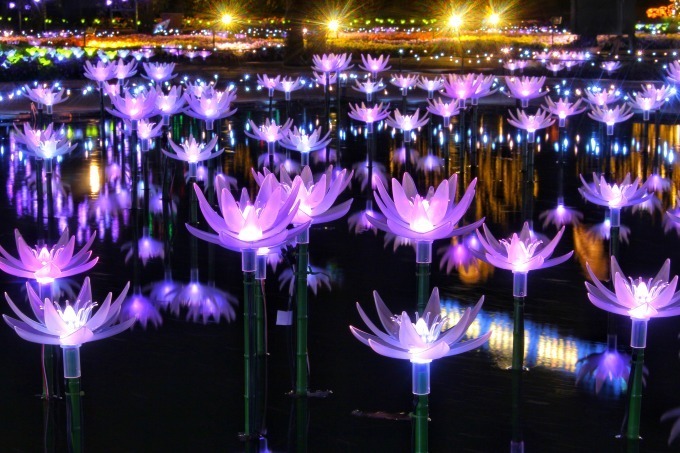 栃木・あしかがフラワーパークのイルミネーション、花畑にかかる虹＆池で輝くピラミッドが初登場｜写真4