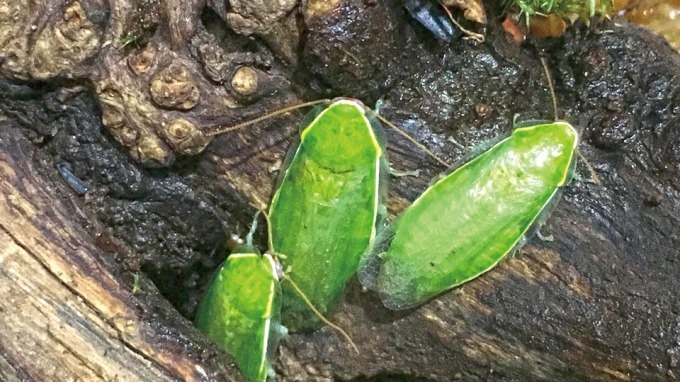 「キモい展リターンズ」名古屋パルコで、奇妙な姿の生き物が約30種以上集結＆昆虫食の試食会も｜写真3