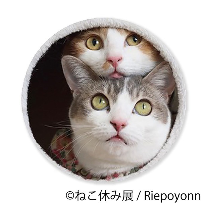 「ねこ休み展 in 横浜みなとみらい」クリスマスやお正月がテーマの新作写真展示＆グッズ販売｜写真42