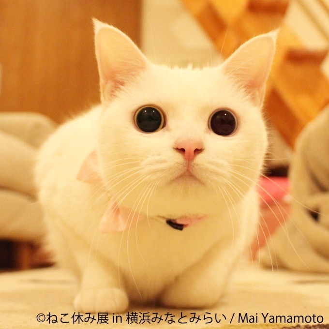 「ねこ休み展 in 横浜みなとみらい」クリスマスやお正月がテーマの新作写真展示＆グッズ販売｜写真20