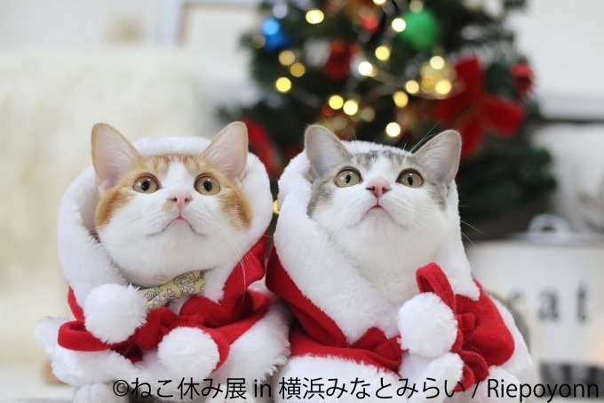 「ねこ休み展 in 横浜みなとみらい」クリスマスやお正月がテーマの新作写真展示＆グッズ販売｜写真22