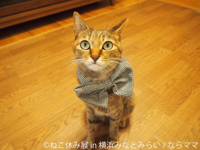 「ねこ休み展 in 横浜みなとみらい」クリスマスやお正月がテーマの新作写真展示＆グッズ販売｜写真7