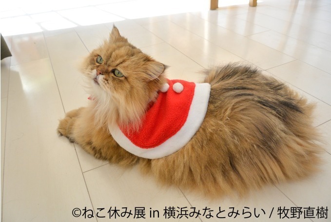 「ねこ休み展 in 横浜みなとみらい」クリスマスやお正月がテーマの新作写真展示＆グッズ販売｜写真13