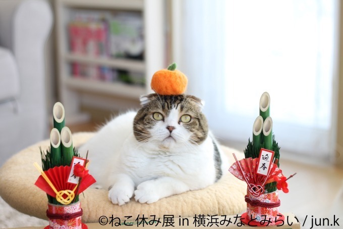 「ねこ休み展 in 横浜みなとみらい」クリスマスやお正月がテーマの新作写真展示＆グッズ販売｜写真16