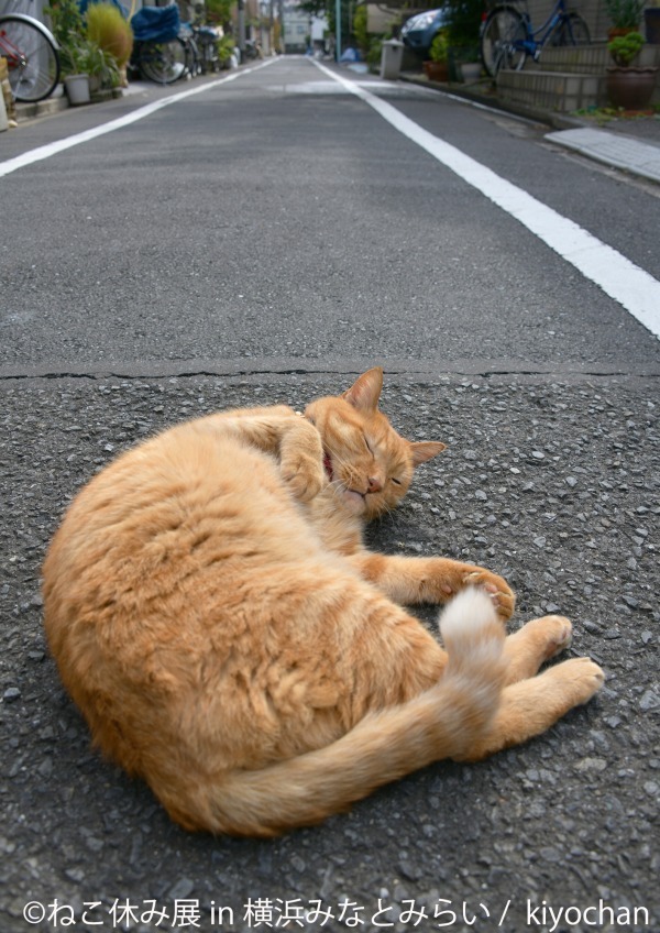 「ねこ休み展 in 横浜みなとみらい」クリスマスやお正月がテーマの新作写真展示＆グッズ販売｜写真18