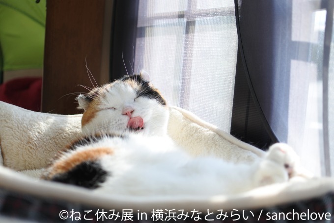 「ねこ休み展 in 横浜みなとみらい」クリスマスやお正月がテーマの新作写真展示＆グッズ販売｜写真3