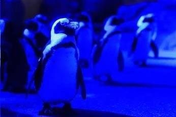 京都水族館、クリスマス限定の夜間イベント - 特別照明で照らした館内で夜のいきものを観察｜写真3