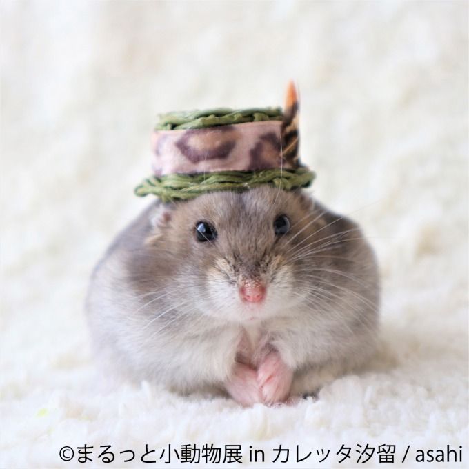 合同写真＆物販展「まるっと小動物展 in カレッタ汐留」ハリネズミやハムスター、ショウガラゴも｜写真12