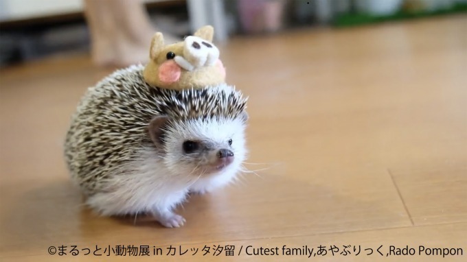 合同写真＆物販展「まるっと小動物展 in カレッタ汐留」ハリネズミやハムスター、ショウガラゴも｜写真2